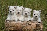 WESTIE 507